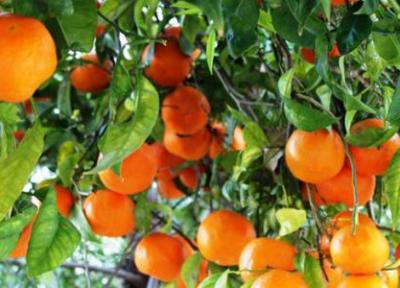 روش کاشت پرتقال خونی در گلدان