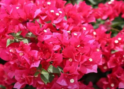 انواع گل کاغذی رونده