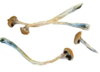 تاثیر یک ترکیب موجود در قارچ های جادویی برای درمان افسردگی امیدوارکننده است