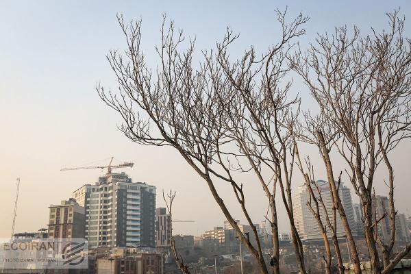 کاشت این درخت در تهران ممنوع است