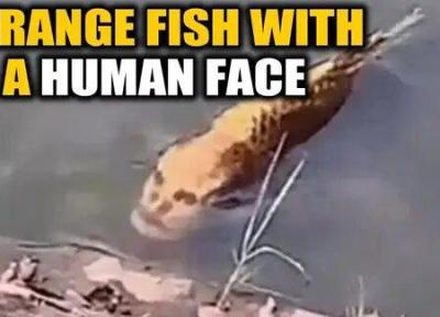 صورت انسان بر بدن ماهی!، عکس